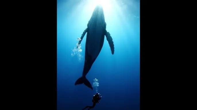 快播动画片 - 深蓝星球：探索海洋深处的未知世界